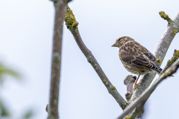 Female Linnet (Linaria cannabina) in Turvey Nature Reserve, Dublin, Ireland