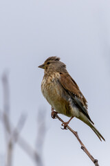 Female Linnet (Linaria cannabina) in Turvey Nature Reserve, Dublin, Ireland