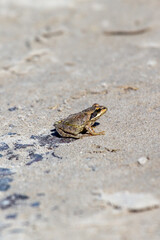 Common Frog (Rana temporaria) on Bull Island, Clontarf, Dublin, Ireland