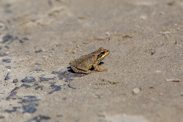 Common Frog (Rana temporaria) on Bull Island, Clontarf, Dublin, Ireland