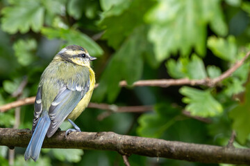 Juvenile Blue Tit (Cyanistes caeruleus) in St. Stephen's Green, Dublin, Ireland