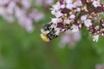 bee on an oregano flower, bumble bee on a flower, bumblebee on a blossom, pink blossoms with...