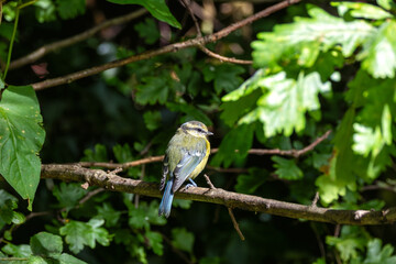 Juvenile Blue Tit (Cyanistes caeruleus) in St. Stephen's Green, Dublin, Ireland