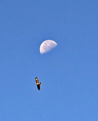 flying bird and moon, daylight shot