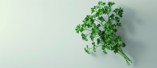 Obraz premium A parsley plant displayed against a plain white background providing ample copy space image for layouts