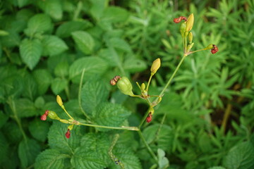 Belamcanda chinensis.