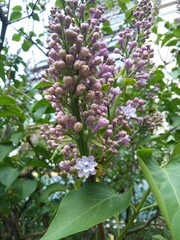 Naklejka premium pink and white lilac