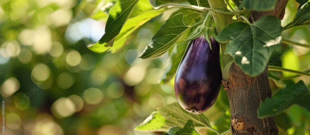 Aufkleber eggplant growing on a tree with a copy space image available