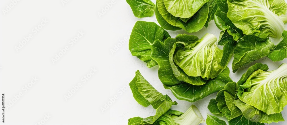 Poster White background with a copy space image featuring isolated cabbage