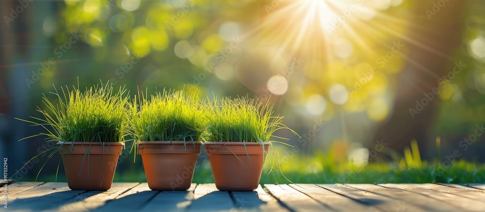 Poster outdoor shot of wheatgrass in color garden pots against a sunny day backdrop with a natural backgrou