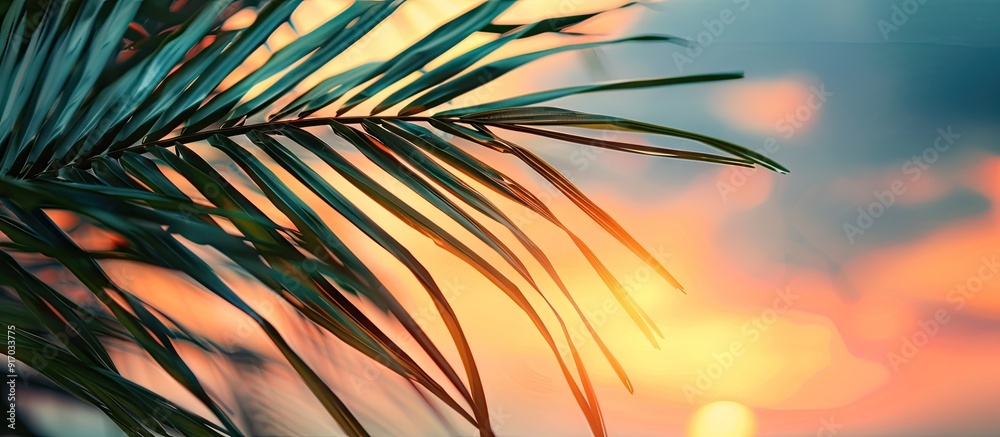 Aufkleber Sunset sky in the background of a palm leaf with copy space image