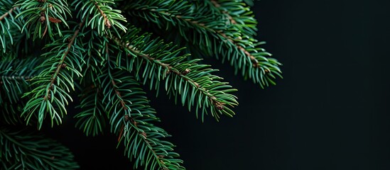 A vibrant green spruce branch set against a dark black backdrop with ample copy space image for text or design