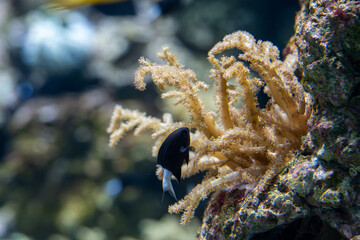 fish, coral, invertebrate in aquarium