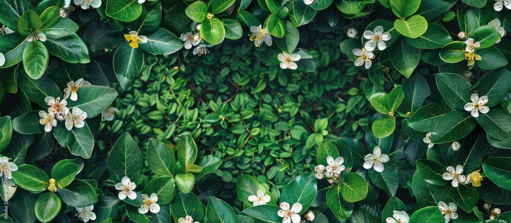 Poster Green leaves framing a copy space image with blossoms viewed from the top on a grassy border in the spring providing a blank template for text in a flat lay composition