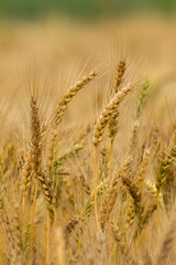 Golden wheat field in Bangladesh. Selective focus.
