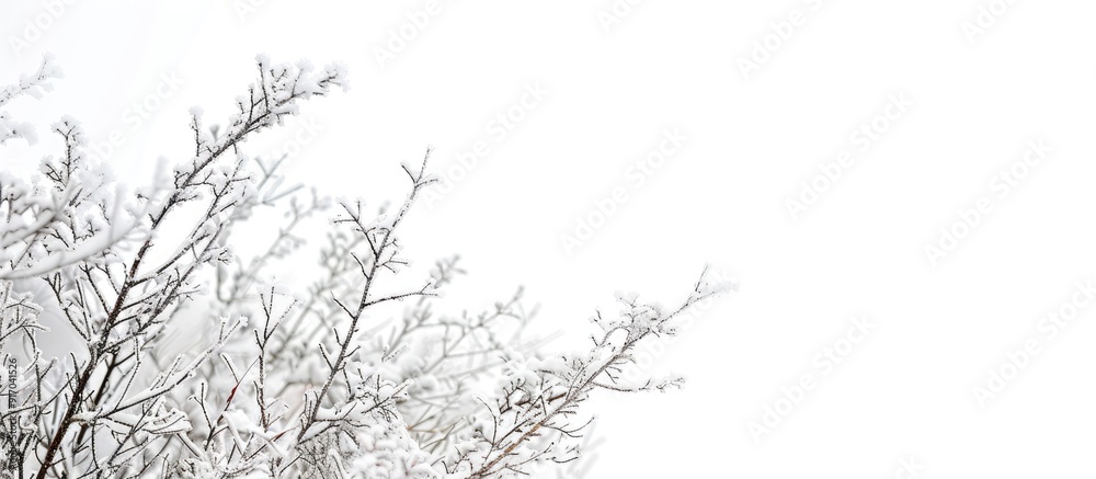 Poster Snow covered plants and frozen branches on a winter landscape wallpaper with a white background perfect for adding text or graphics with copy space image