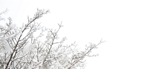 Snow covered plants and frozen branches on a winter landscape wallpaper with a white background perfect for adding text or graphics with copy space image
