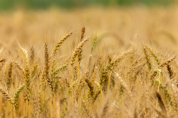 Golden wheat field in Bangladesh. Selective focus.
