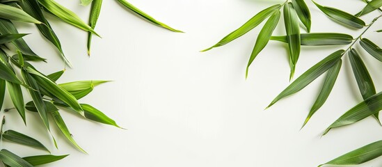 Fototapeta premium Bamboo leaves in green against a white backdrop offering copy space image