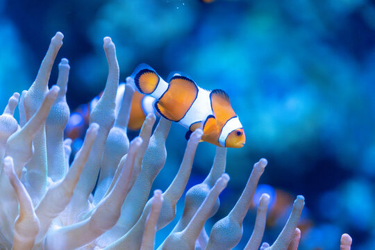 fish, coral, invertebrate in aquarium