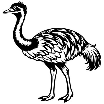 recommend clip art: Black and White Emu Coloring Page