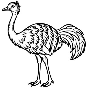 recommend clip art: Black and White Emu Coloring Page