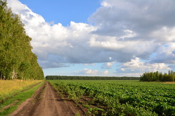 Obraz premium a dirt road with an agricultural field and a cloudy sky with a forest in background