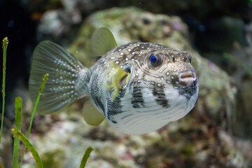 fish, coral, invertebrate in aquarium © jinhongljh