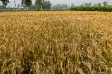 Wheat field. Ripe golden wheat ears before harvesting.
