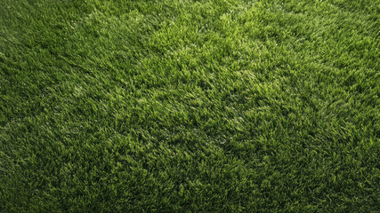 Obraz premium green lawn