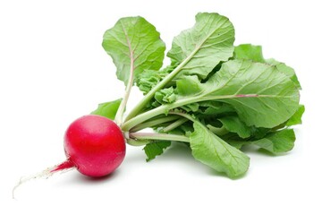 Fresh Radish with Green Leaves.