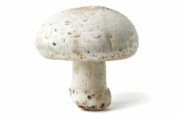Single White Mushroom Isolated on White Background.