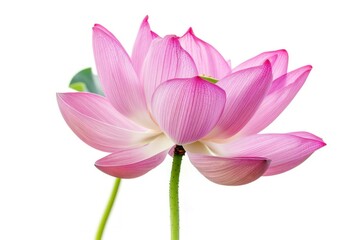 Obraz premium Pink Lotus Flower Isolated on White.