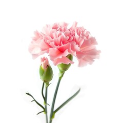 Pink Carnation Flower with Bud Isolated on White Background.