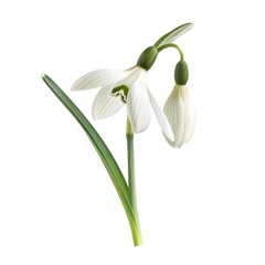 White snowdrop flower isolated on white background.