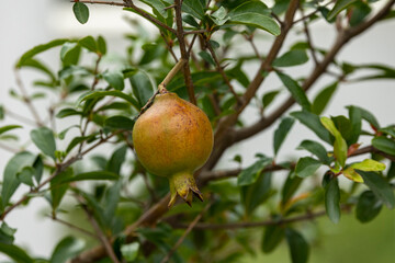 Ripe pomegranate fruit on the tree branch in the roof garden of the house