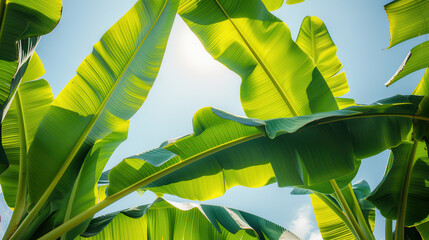A close-up photograph of green banana leaves against a bright sky, dramatic lighting, high contrast, taken from below, focusing on the texture and veins of the leaves