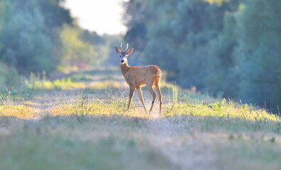 Deer posing for me in the wildlife of Serbia.
