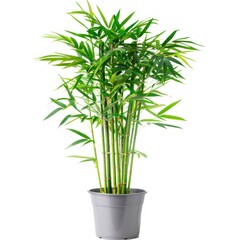 Lush Green Bamboo Plant in Grey Pot.