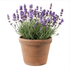 Fototapeta premium Lavender plant in a terracotta pot, isolated on white background.