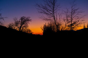 silhouette of a tree at sunset