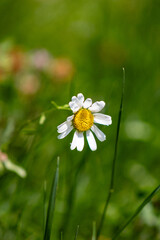 daisy in the grass