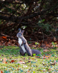 squirrel in the forest