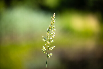 close up of a green grass