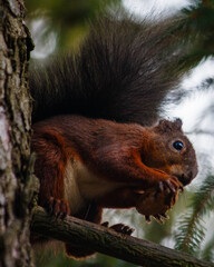 squirrel on a tree