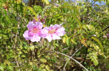 Weitschlundige Bignonie, rosa Trompetenwein Podranea ricasoliana