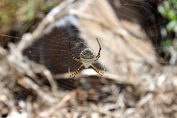 Argiope trifasciata, gestreifte Spinne, Spinne mit Streifen