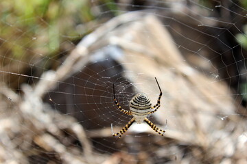 Argiope trifasciata, gestreifte Spinne, Spinne mit Streifen