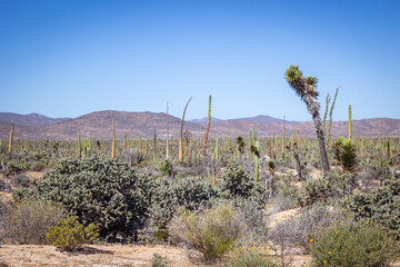 Cacti of Baja, including the crazy Boojum trees and the Cardons. 