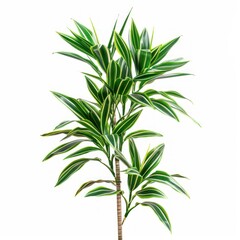 Fototapeta premium Green plant with white stripes on leaves.